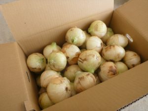 新玉ねぎ　荷の中