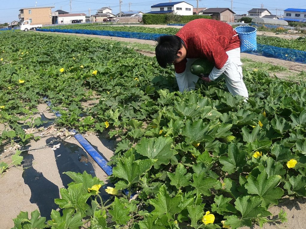 冬瓜収穫風景 2019/06/19