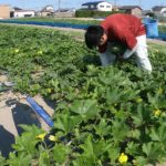 令和初！冬瓜の収穫始まりました