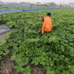 雨の日も冬瓜の収穫