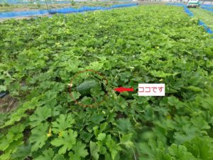 冬瓜のヌシ（見やすく加工）