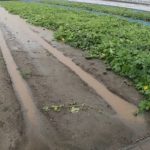 大雨の影響やいかに！冬瓜とジャンボ落花生