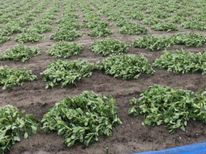 ジャンボ落花生