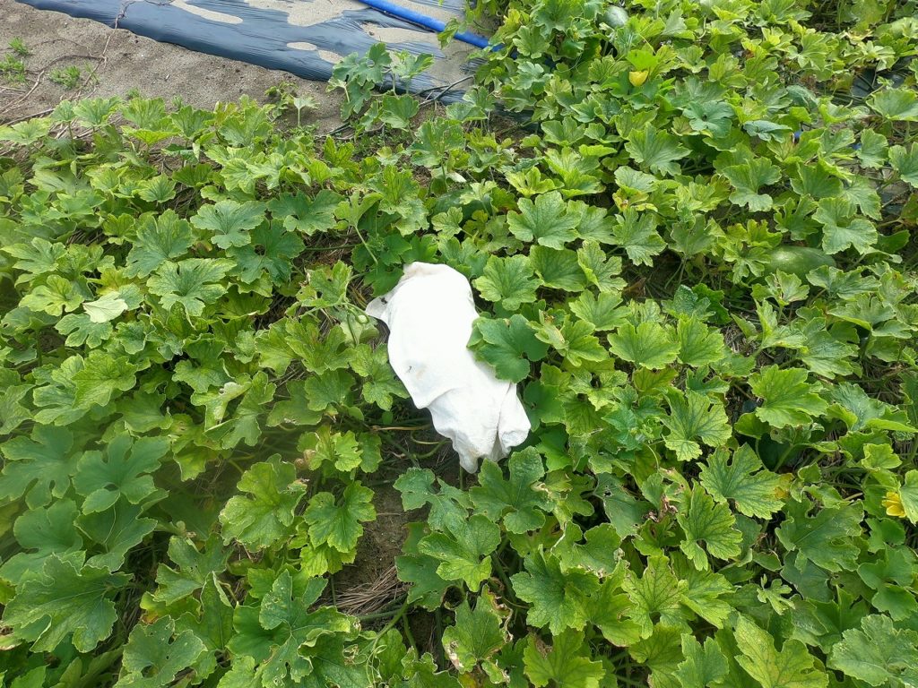 冬瓜のヌシに日焼け防止のタオル
