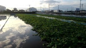 冠水した冬瓜の畑