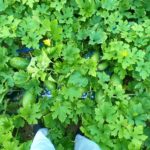 子だくさんな冬瓜