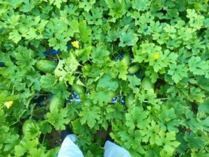 冬瓜が畑にたくさんなっている