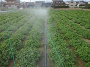 ジャンボ落花生の畑を散水