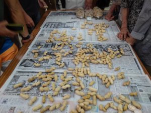 ジャンボ落花生目揃会