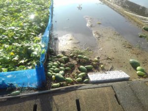 雨に流された冬瓜