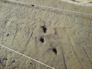 苗床に動物の足跡