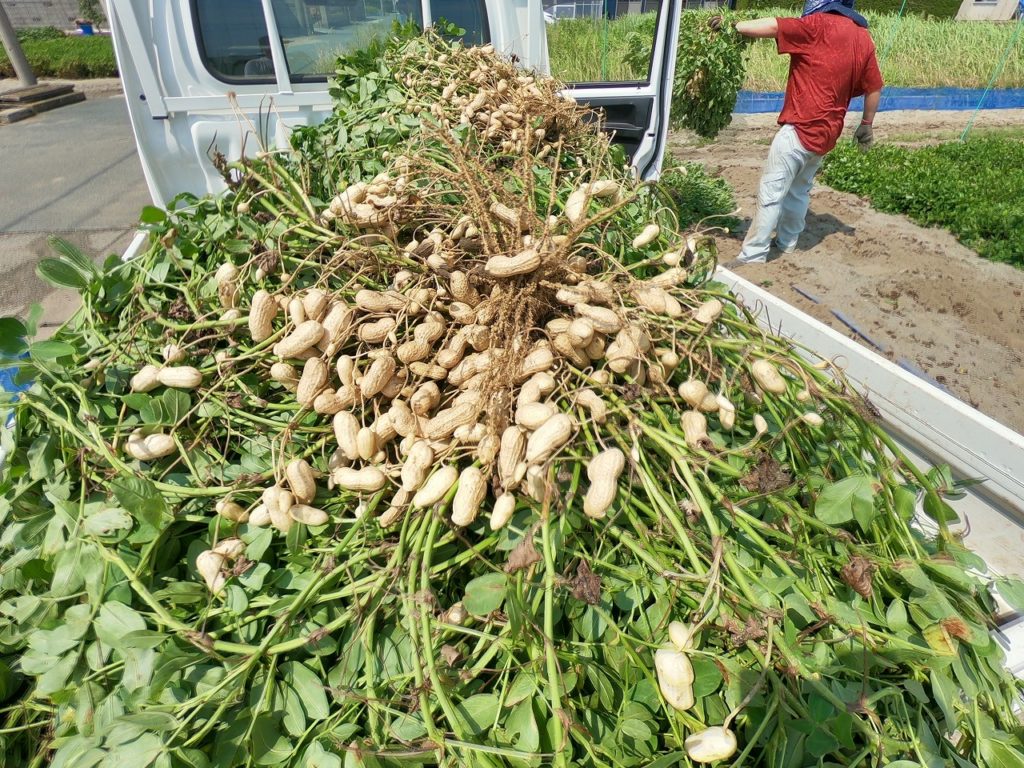 ジャンボ落花生収穫