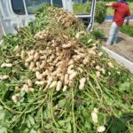 ジャンボ落花生いよいよ収穫！