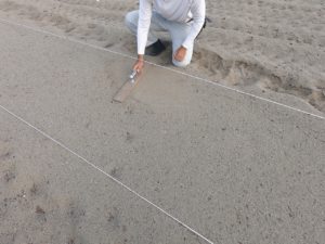 新玉ねぎの苗床をコテでならす