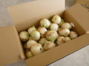 箱詰めした新玉ねぎ
