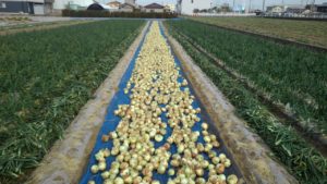 新玉ねぎ風乾中