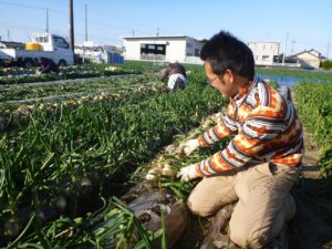 新玉ねぎの収穫