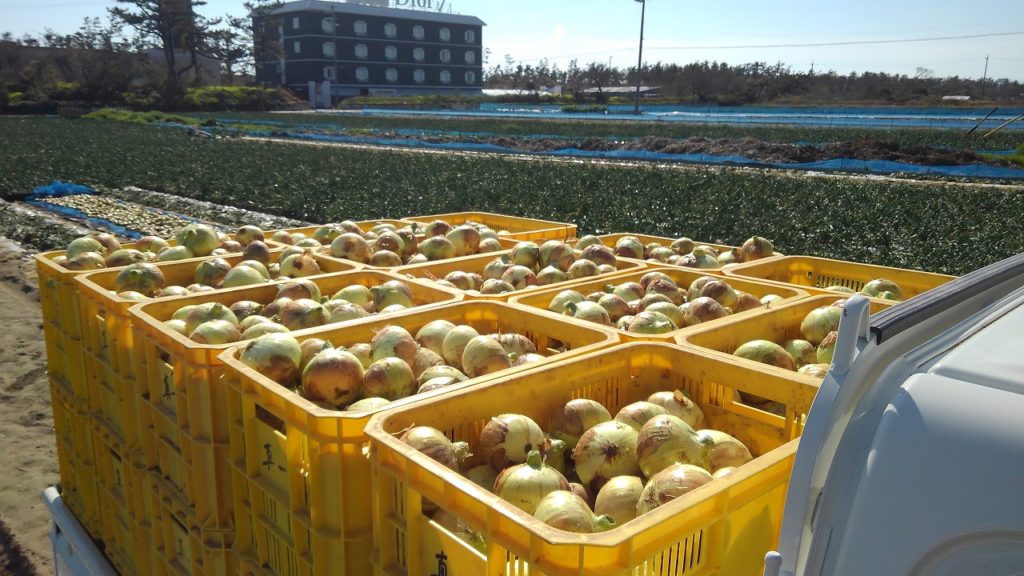 新玉ねぎを軽トラックで運搬中