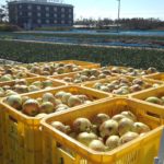 2022年産　新玉ねぎの予約販売開始！
