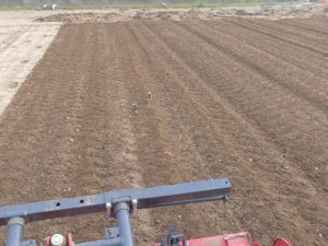 トラクターについてくる鳥