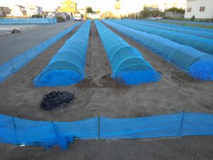 新玉ねぎの苗場の台風対策、ネットトンネル