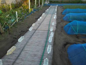 新玉ねぎの台風対策、よしず
