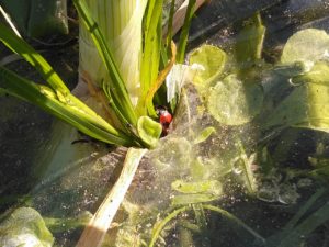 新玉ねぎとてんとう虫
