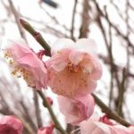 畑で春みーつけた♪