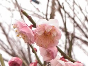 梅開花