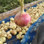 寒気のため本日の収穫大忙し