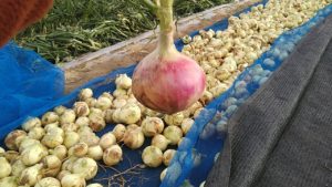 新玉ねぎとアーリーレッドのハーフ