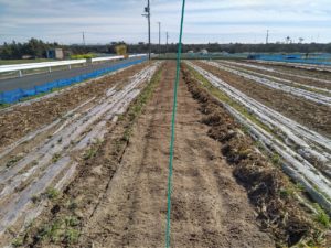 葉っぱをどかした後の畑