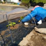 かぼちゃとスイカの苗の定植