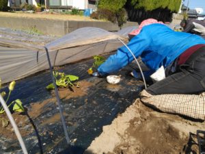 かぼちゃ苗定植