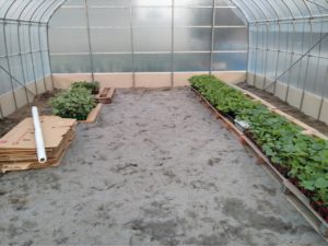 夏野菜の苗の配置完了