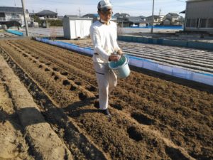 肥料を撒く