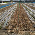 夏野菜の準備　1日目