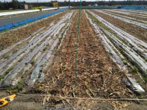 畑で目印の位置を決めている