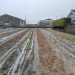 夏野菜の畑の準備　まさかの土砂降り