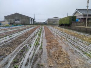 春の雨で浸かる畑