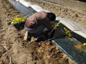 かぼちゃ苗植え付け
