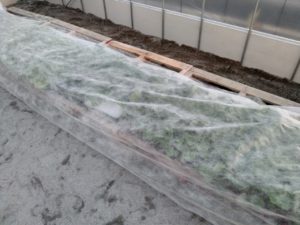 パオパオで保温