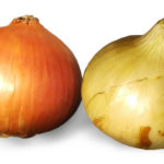 教えて園長！新玉ねぎと普通の玉葱（貯蔵用）の違い