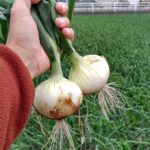 令和7年産、新玉ねぎの収穫終了