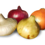 教えて園長！玉ねぎの種類はいくつあるの？