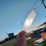 凍る畑、凍らない新玉ねぎ