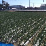 年末のご挨拶と令和７年産新玉ねぎにつきまして