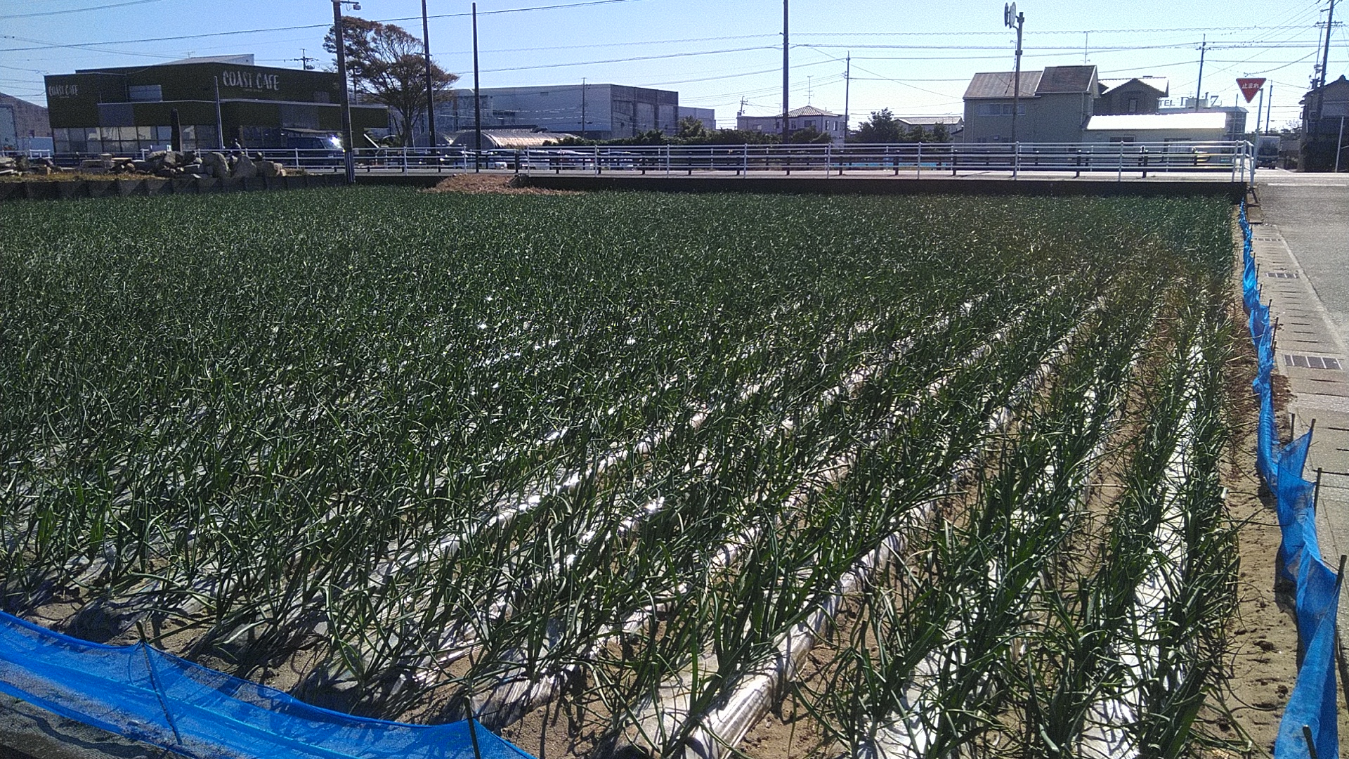 年末のご挨拶と令和７年産新玉ねぎにつきまして